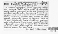 Puccinia cephalandrae image